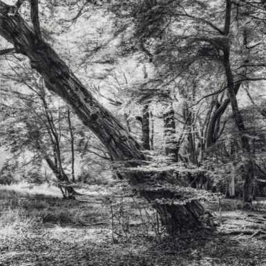 Photogravure Print of Epping forest still on the printing press